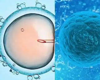 南京南京金鹰国际供卵,金鹰集团郑泽合同诈骗案